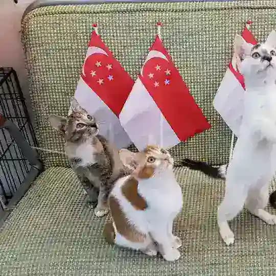 Kitten and Cat Singapore Profile