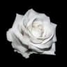 Sir_Schnee