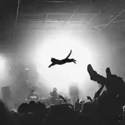 Piña Colada Profile