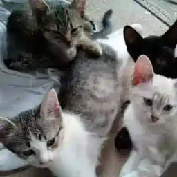 🐕🐾🐈 Gesundheit für Tiere Profile