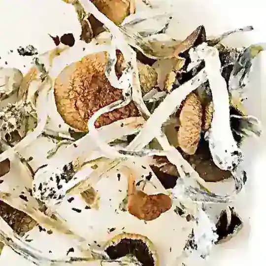 TrippoMania