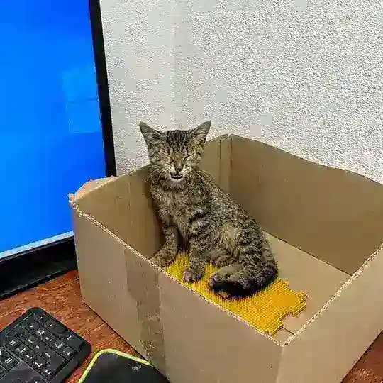 Коты горбатятся в агентстве