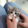 Cat Templates