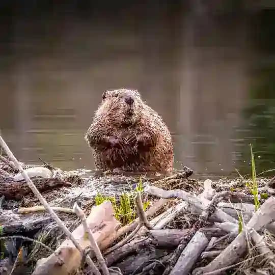 Бобр клуб