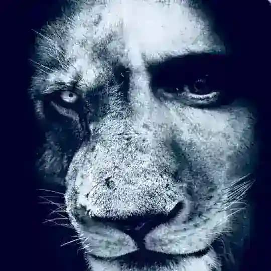 LION Media