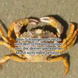 Ostseekrabbe Profile