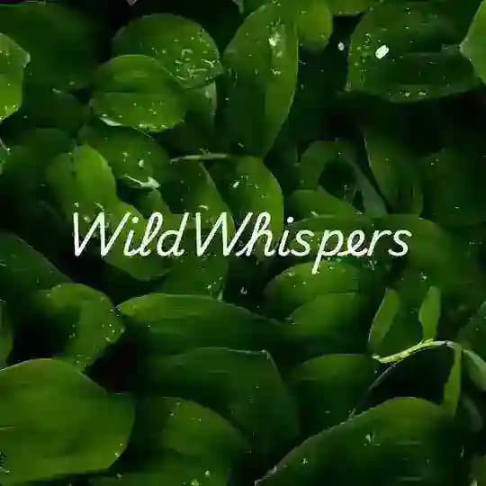 WildWhispers🌱