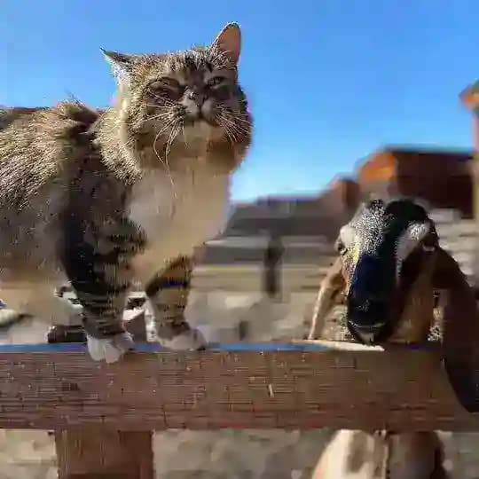 Болсуновский