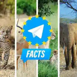 Facts about animals on Telegram - Fatti sugli animali - Faits sur les animaux - Hechos sobre animales - Fakten über Tiere Profile