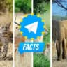 Facts about animals on Telegram - Fatti sugli animali - Faits sur les animaux - Hechos sobre animales - Fakten über Tiere