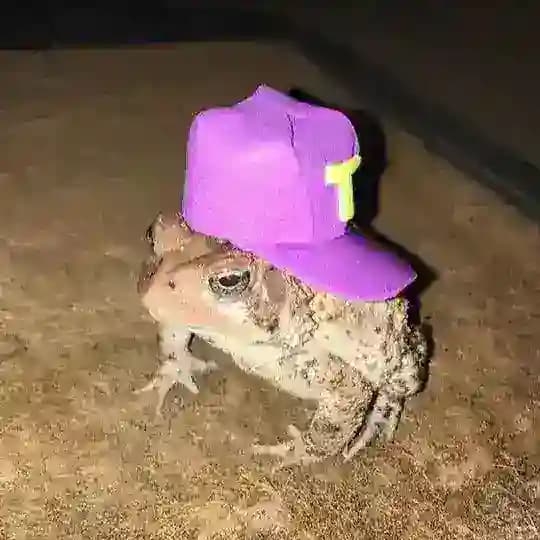 buduveritvbuddu Profile