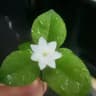 Apokalipsis razumа