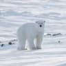 Белый медведь🐻‍❄️