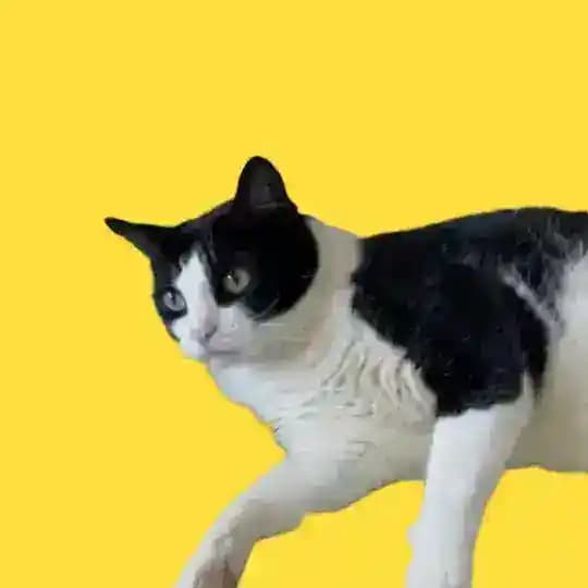 Catsby - Kimchi’s Brother