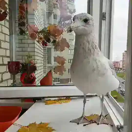 Добро пожаловать в ϤαύӄαΗα Profile