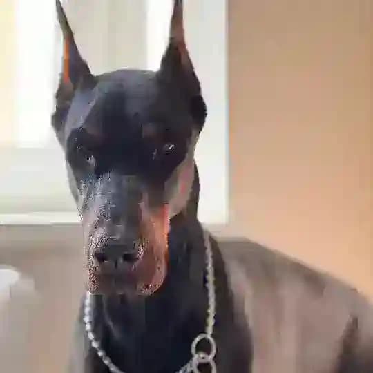 DoberDart