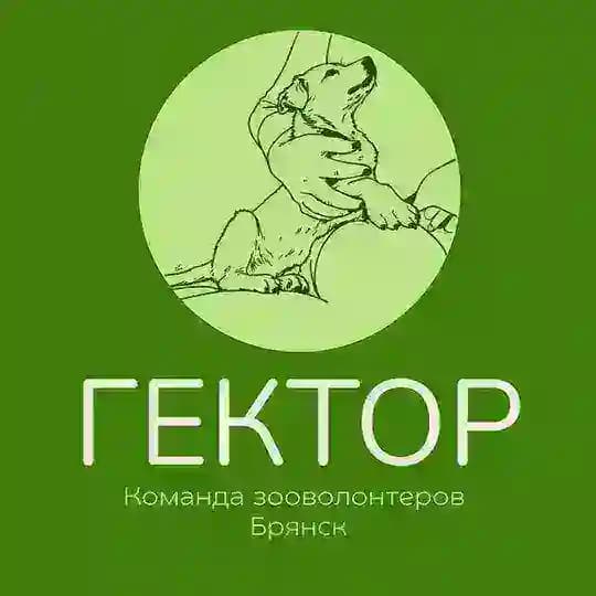 Гектор-помощь животным