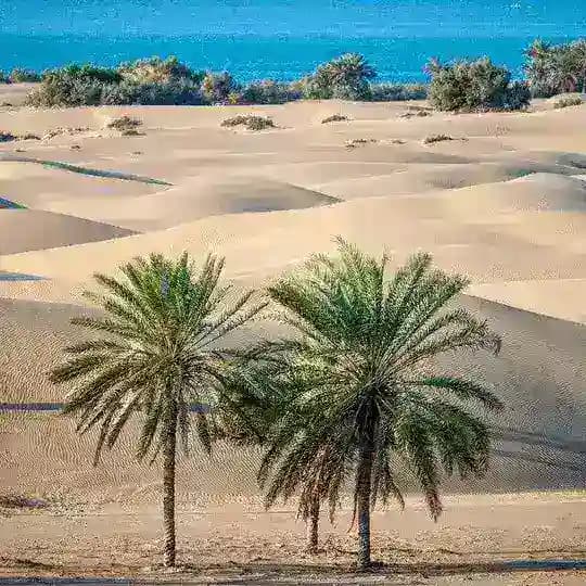 جنوبی!🌴 Profile