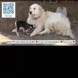 Kolloide & Frequenzen für Tiere ❤️ Profile