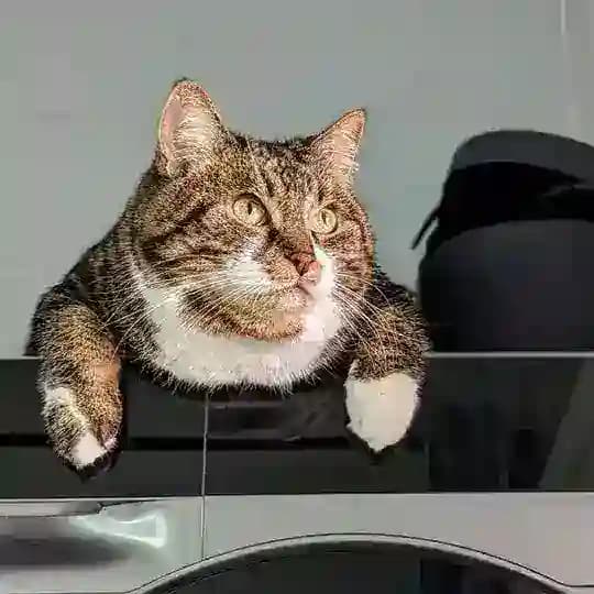 Депутатовый Кот и Ко.