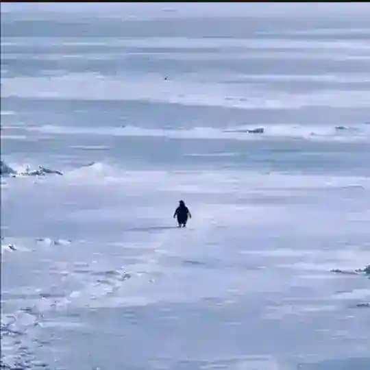 Penguin portal Profile