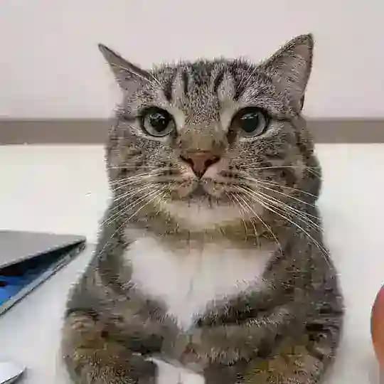 Pau Life Gratis 🔥 Profile