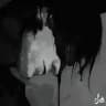 ‹ پوژاد ›