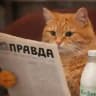 Правда и котики.