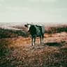 Andrey Novozhilov (blackgaze, ambient, etc.)