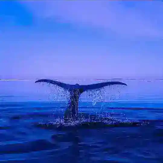 🌿Seelenheilung✨️SEI im Einklang mit dem Universum ️🦅Schwinge hoch in Liebe ♥️ in Frieden🕊 im Herzen💖 zu allen Lebewesen🌎🐾