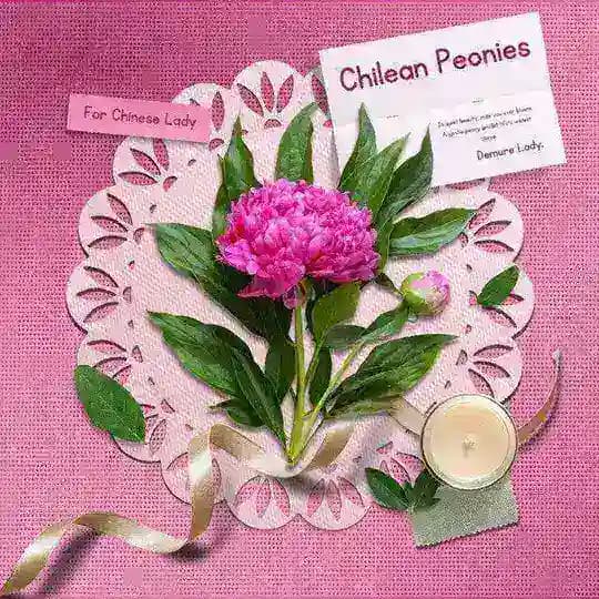 (DISBAND) Demure.. “Heart petals.” Peony & Forevermore.