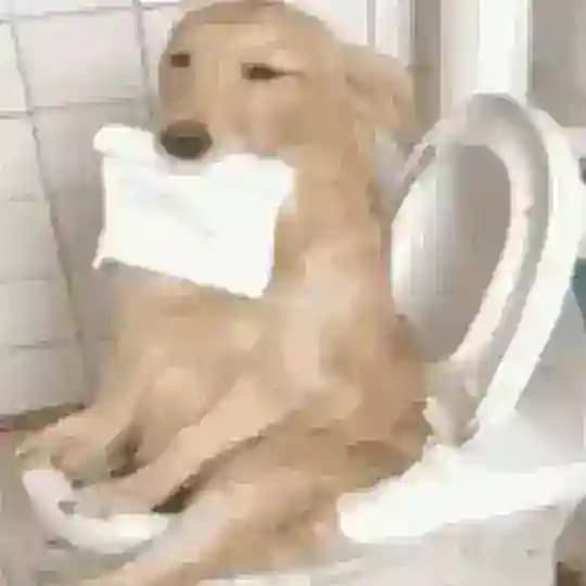 Shares from the toilet