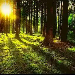 🌲🌳 Waldlager🌲🌳 Profile