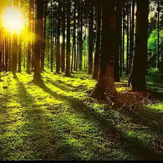 🌲🌳 Waldlager🌲🌳 Profile