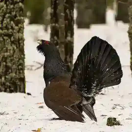 Дикая красота Выборгского района