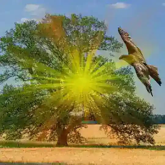 ❣️Wir❣️ Gemeinsam in die neue Zeit 🕊🪶