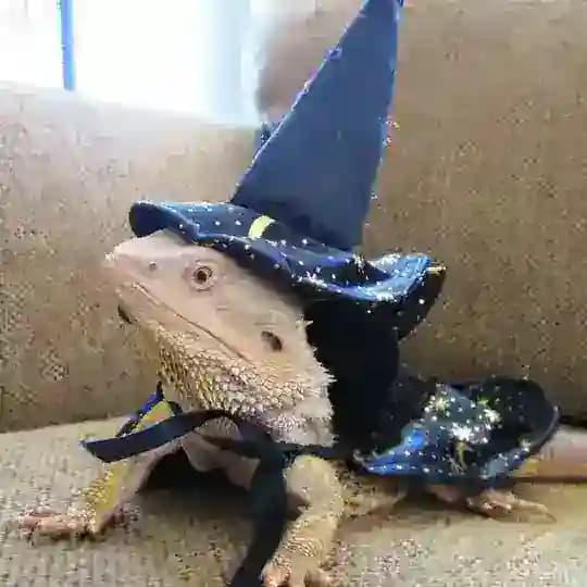 Wizard Lizard
