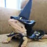 Wizard Lizard