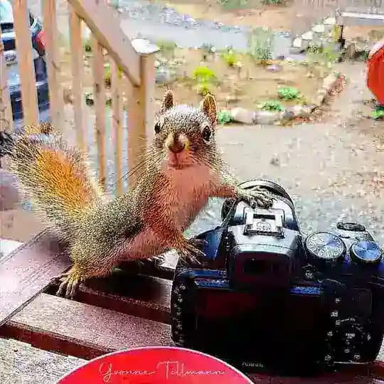 Yvonnes Tier- und Naturfotografie🦋🌸🌿🐿🌼☘️🦅 Profile