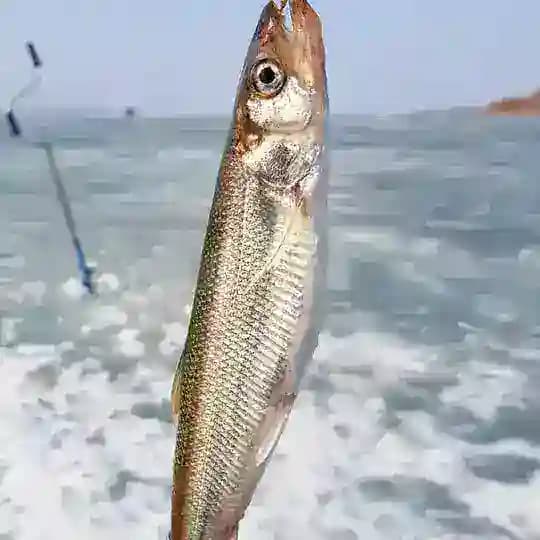 Корюшка