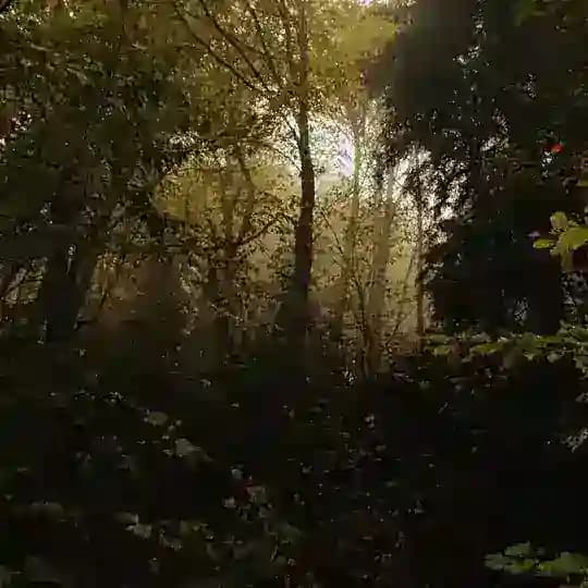 Alex Albor Photo Profile