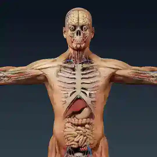 Анатомия | Медицина | Лечение