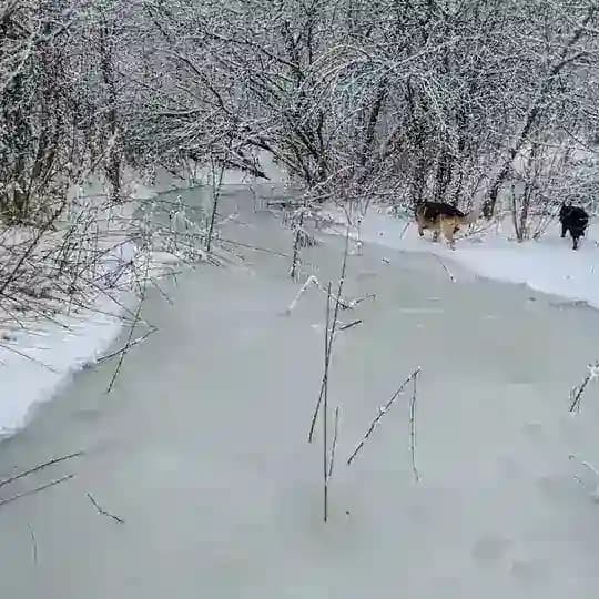 Спасём Балка ДУБОВАЯ/Змиевая/КАПРАНОВА(?) Profile