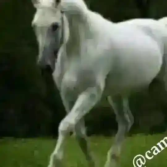caminantes universales no oficial