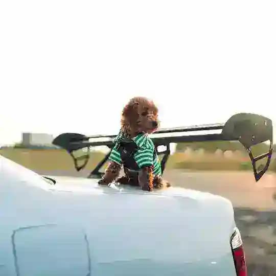 car’s & dog’s