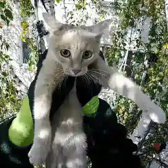 Служба спасения котиков (Иркутск)