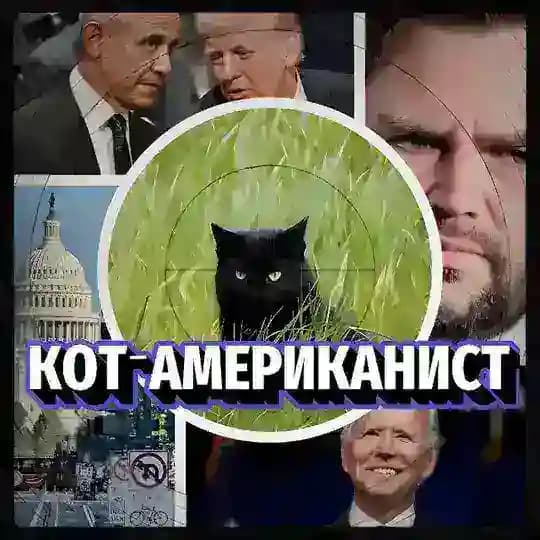 Кот-американист