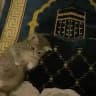القرآن الكريم،ادعية،أذكار