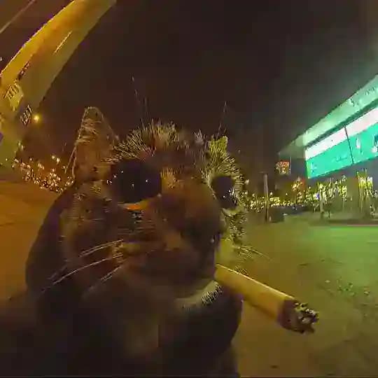 Do Cats Dream of Laser Pointers? Profile