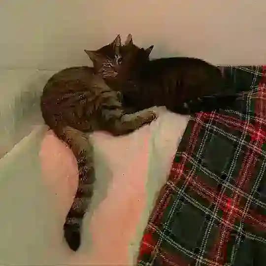 Пермские коты